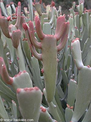 Euphorbia enterophora