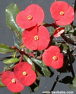 Euphorbia geroldii