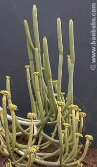 Euphorbia leucodendron var.leucod.