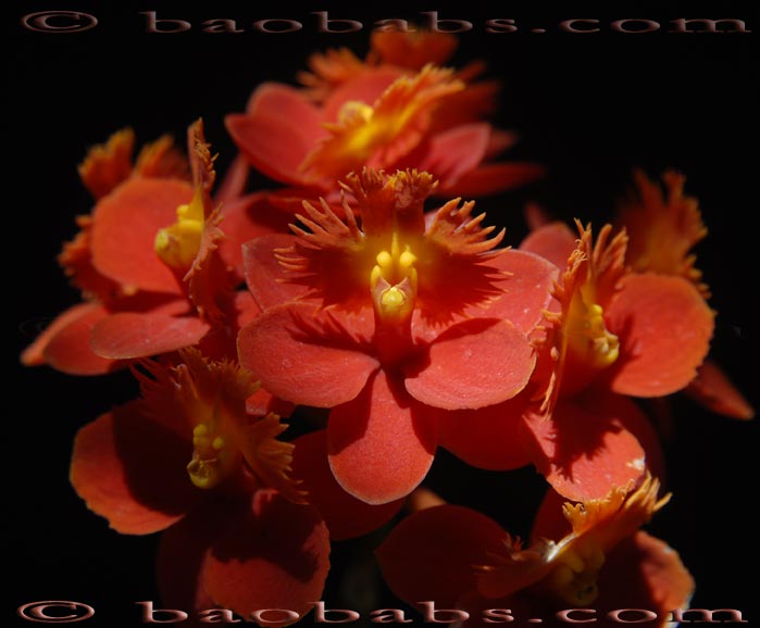 Epidendrum RUBY