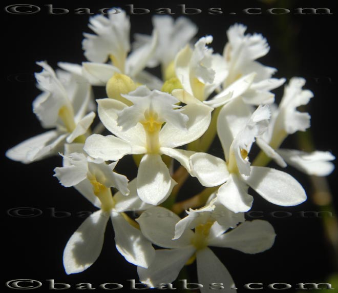 Epidendrum SNOWDAY