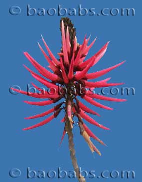 Erythrina amazonica