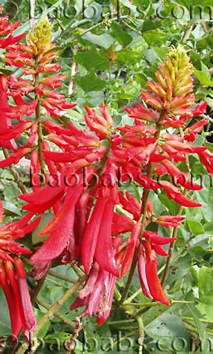 Erythrina humeana