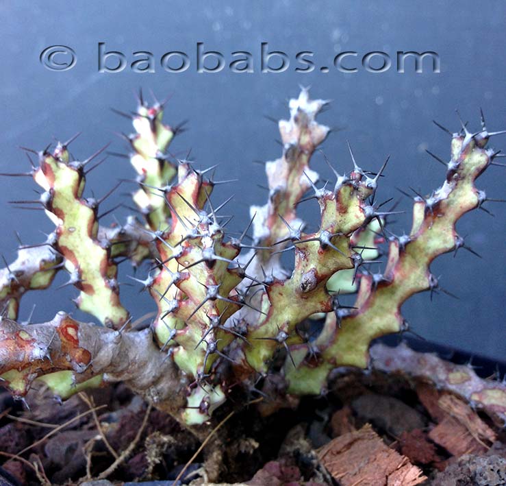 Euphorbia angustiflora