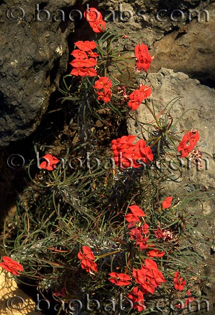 Euphorbia gottlebei