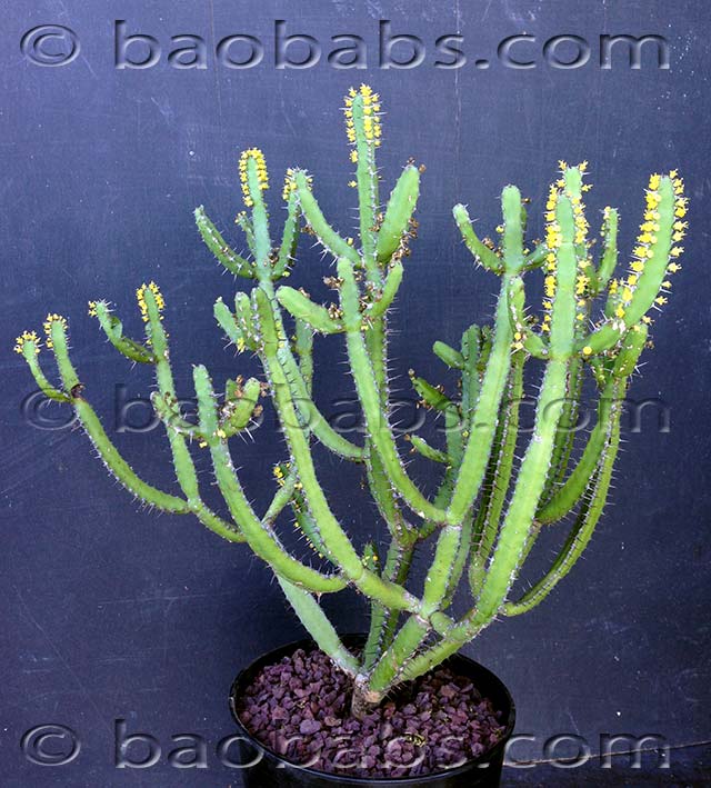 Euphorbia inarticulata