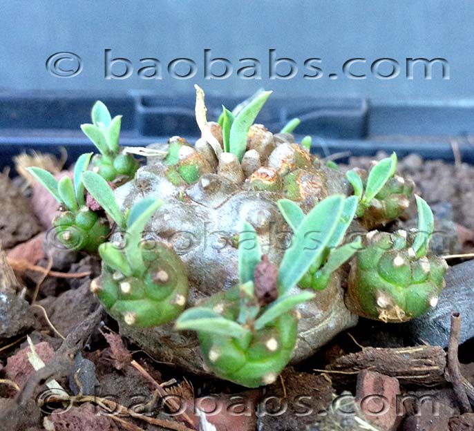 Euphorbia japonica