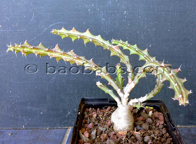 Euphorbia knuthii