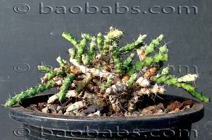 Euphorbia petricola