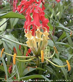 Gloriosa superba