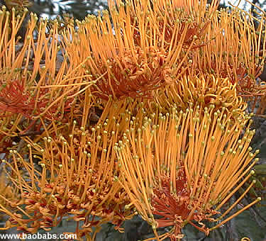 Grevillea robusta