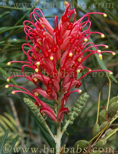 Grevillea banksii