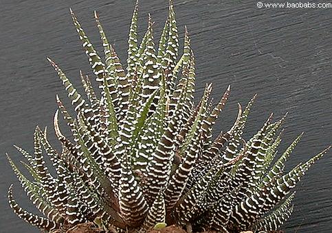 Haworthia attenuata