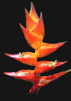 Heliconia champneiana