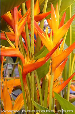 Heliconia latispatha