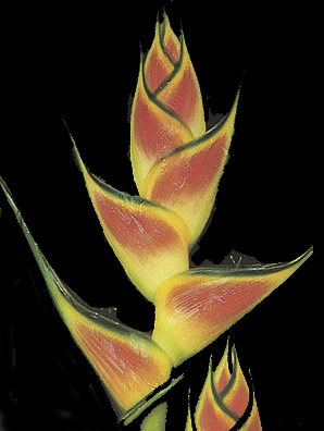 Heliconia mariae