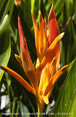 Heliconia psittacorum