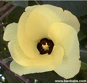 Hibiscus tiliaceus