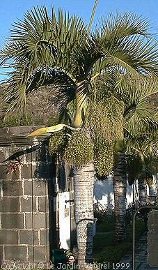 Palme,Palme tropicali,Palma