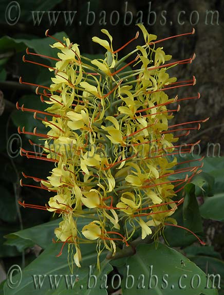 Hedychium flavescens