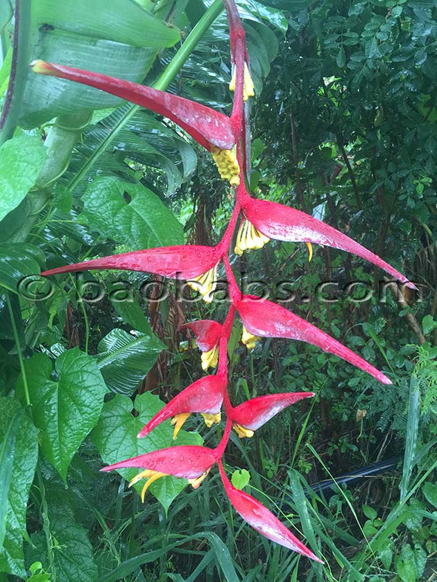 Heliconia platystachys