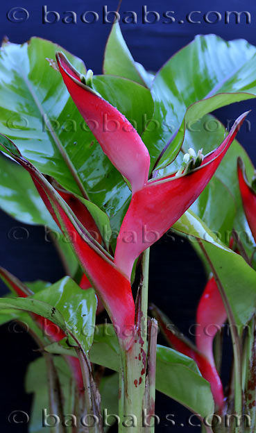 Heliconia stricta nana