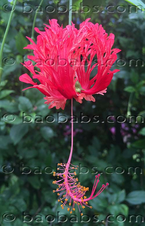 Hibiscus schizopetalus