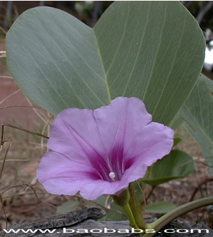 Ipomoea pes-caprae