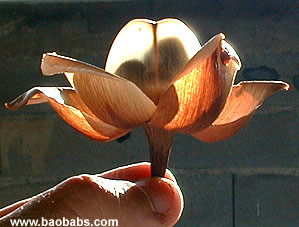 Ipomoea tuberosa