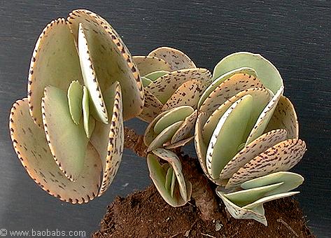 Kalenchoe sp. Sun