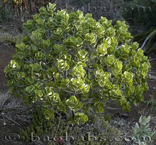 Kalanchoe arborescens