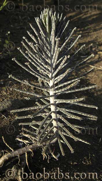 Kalanchoe tubiflora