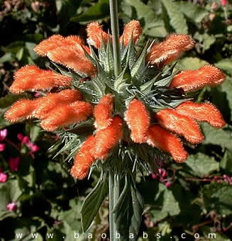 Leonotis nepetifolia