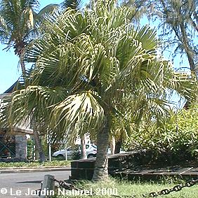 Palms, tropical palms