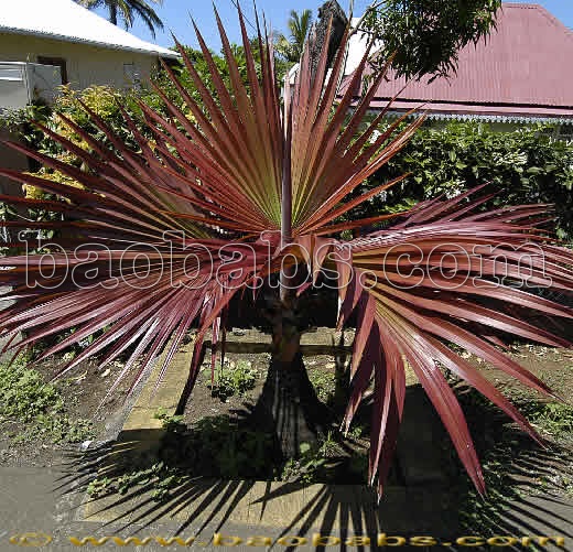 Palms, tropical palms