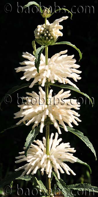 Leonotis leonorus WHITE LION