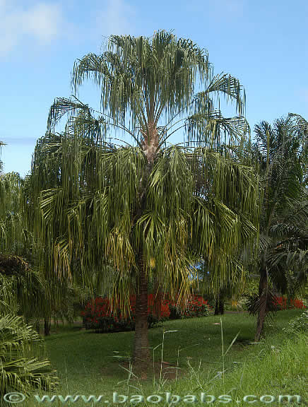 Palme,Palme tropicali,Palma