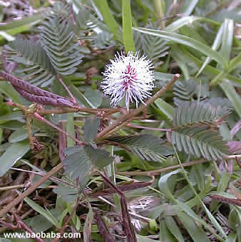 Mimosa pudica