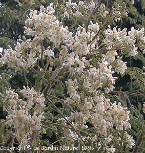 Moringa oleifera