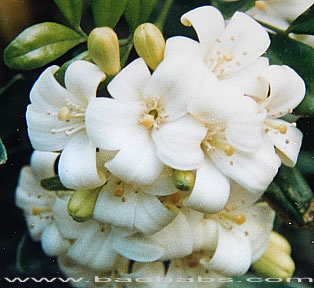 Murraya paniculata