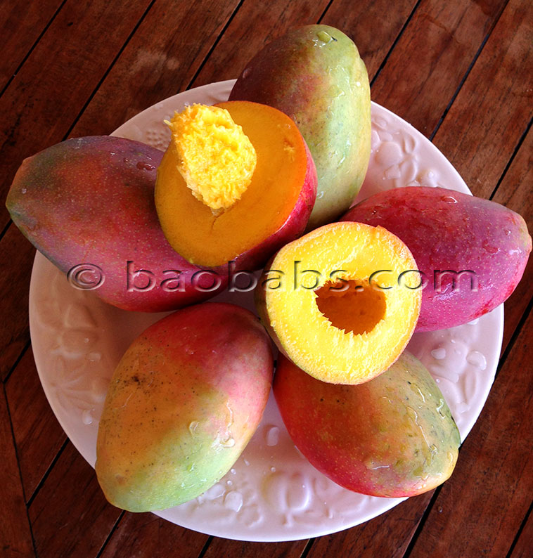 Mangifera indica EARLYGOLD