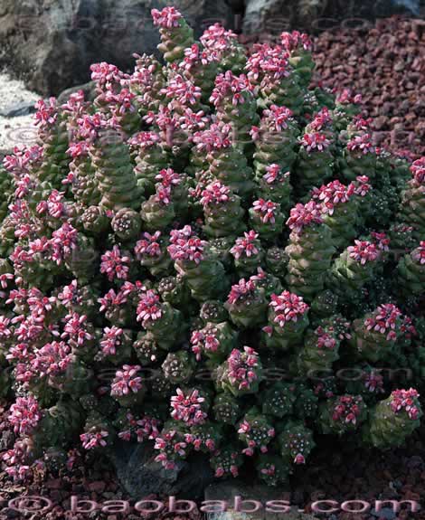 Monadenium ritchiei ssp. nyambense