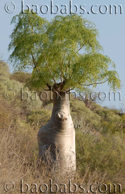 Moringa drouhardii