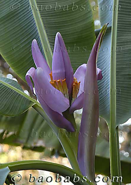 Musa ornata