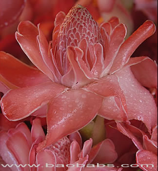 Etlingera elatior