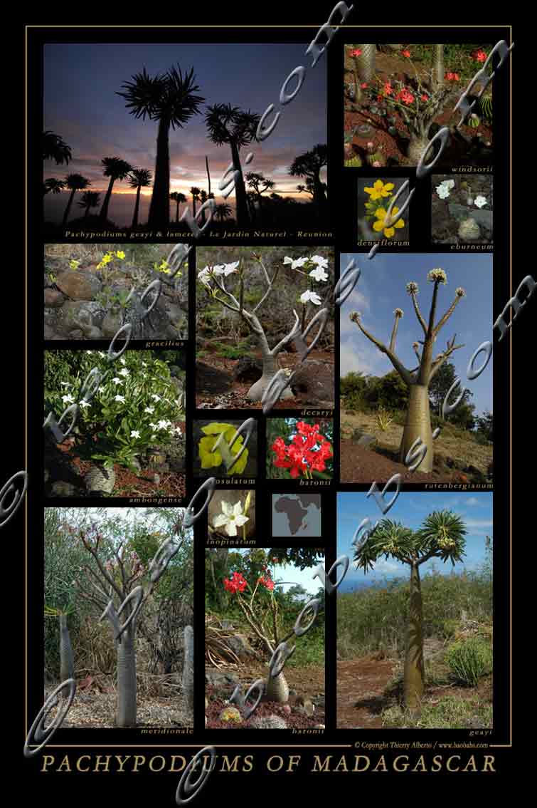 PACHYPODIUMS OF MADAGASCAR