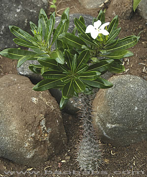 Pachypodium ambongense