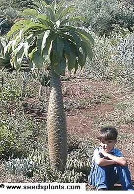 Pachypodium lamerei lamerei