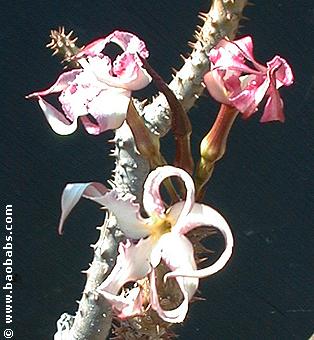 Pachypodium rutenbergianum var.meridionale