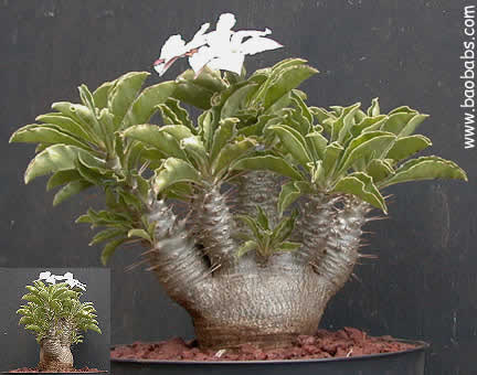 Pachypodium saundersii